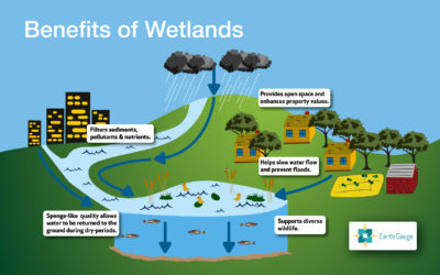 Why Wetlands?