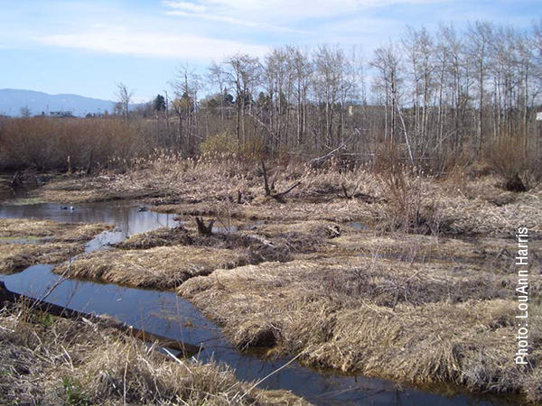 Act Now to Save Wetlands