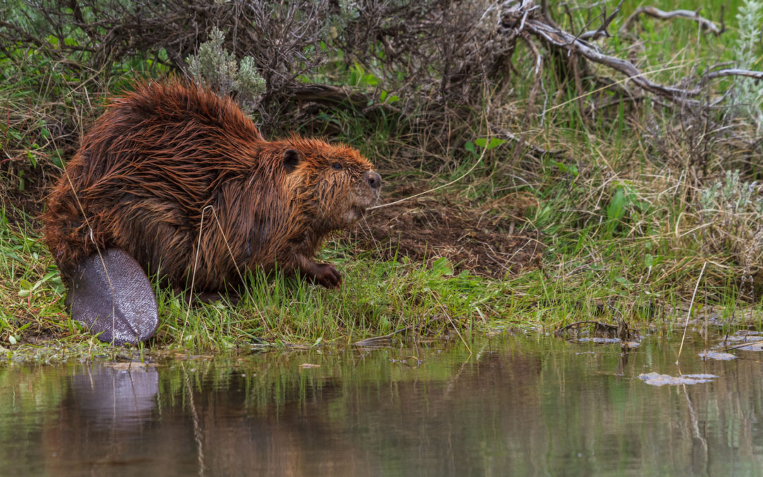 become-a-busy-beaver-bozeman-wetlands