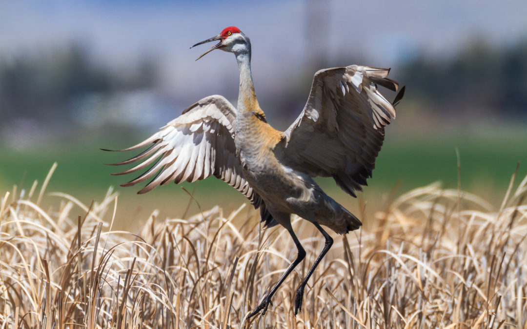 Sandhill Crane