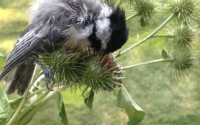 It’s Time to “Knock Out Burdock!”