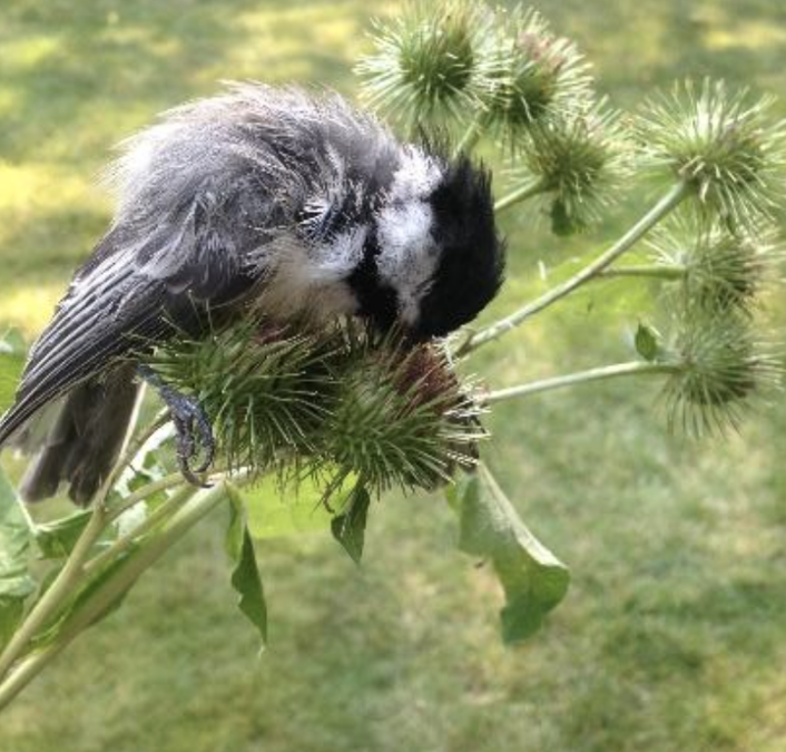 Chickadee stuck in burdock