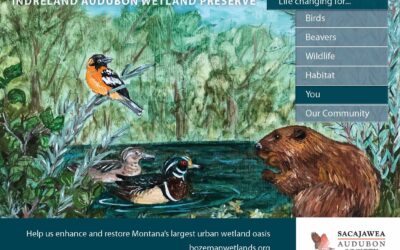 The 5th annual BioBlitz at the Indreland Audubon Wetland Preserve!  July 17&18