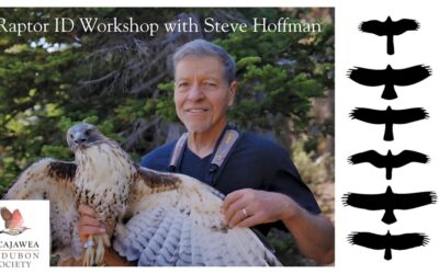 Soar Into Raptor Season: Upcoming Events