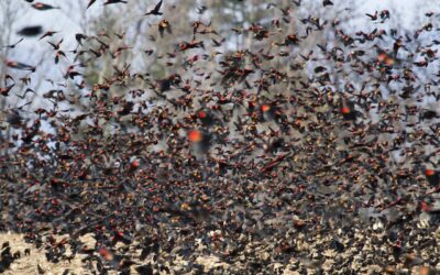 Join us for Fall Bird Walks