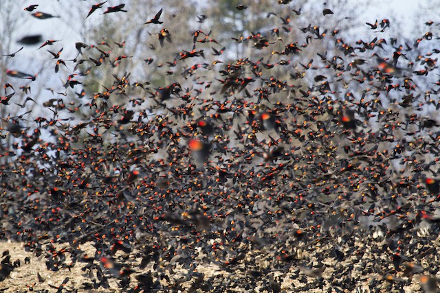 Flock of Red-winged Blackbirds